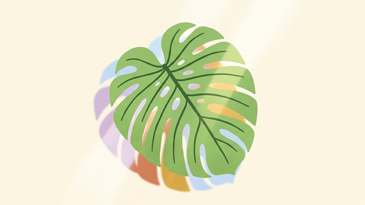 Perché le foglie della Monstera si bucano? Il segreto delle fenestrazioni